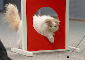 Apollo · Cat agility training · photo 29