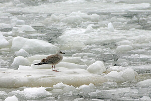 Seagull on ice · A selection of artistic photos · photo 7
