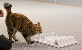 Cat agility training · photo 3