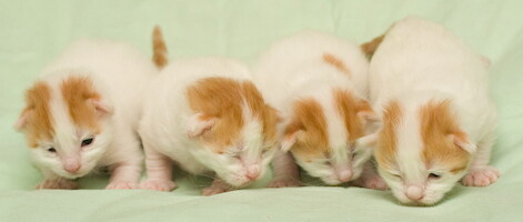A-litter of Cesmes cattery · photo 57