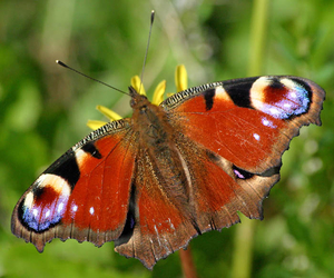 Perhoset väriloistossaan ovat tavallinen näky Täyttömäen kesässä.
