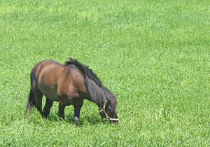 Hevonen laiduntamassa ei ole harvinainen näky Täyttö-Mäkelän tilan niityillä.