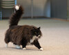 Cat agility training · photo 1 Cat agility training · photo 1