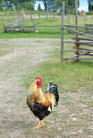 Rooster · A selection of artistic photos · photo 57