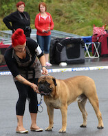 Mega Match Show 2013 · photo 261 Mega Match Show 2013 · photo 261