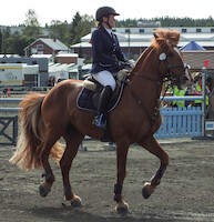 Miljoona Hevonen 2014 Sunnuntai · photo 18 Miljoona Hevonen 2014 Sunnuntai · photo 18