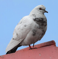 The pigeon · Tallinn snapshots 2013 · photo 36