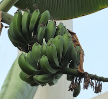 Tallinna Botaanikaaed · Tallinn snapshots 2013 · kuva 26 Tallinna Botaanikaaed · Tallinn snapshots 2013 · kuva 26