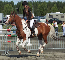 Miljoona Hevonen 2014 Sunnuntai · photo 79 Miljoona Hevonen 2014 Sunnuntai · photo 79