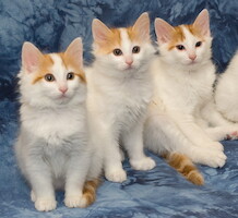 A-litter of Cesmes cattery · photo 194