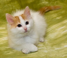 Cesmes-kissalan A-pentue · kuva 215 Cesmes-kissalan A-pentue · kuva 215