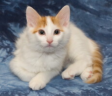 Cesmes-kissalan A-pentue · kuva 205 Cesmes-kissalan A-pentue · kuva 205