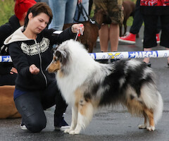 Mega Match Show 2013 · photo 291 Mega Match Show 2013 · photo 291