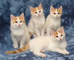 A-litter of Cesmes cattery · photo 199