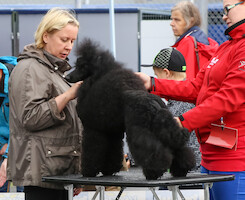 Mega Match Show 2013 · kuva 162 Mega Match Show 2013 · kuva 162