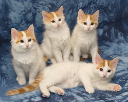 A-litter of Cesmes cattery · photo 197