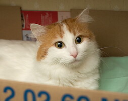 Cesmes-kissalan A-pentue · kuva 34 Cesmes-kissalan A-pentue · kuva 34