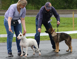 Mega Match Show 2013 · photo 325 Mega Match Show 2013 · photo 325