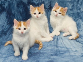 A-litter of Cesmes cattery · photo 160 A-litter of Cesmes cattery · photo 160