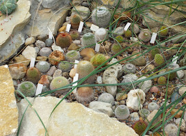 Tallinna Botaanikaaed · Tallinn snapshots 2013 · photo 31 Tallinna Botaanikaaed · Tallinn snapshots 2013 · photo 31