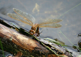 Dragonfly · A selection of artistic photos · photo 60