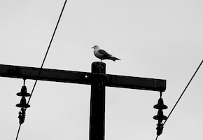Seagull · A selection of artistic photos · photo 40