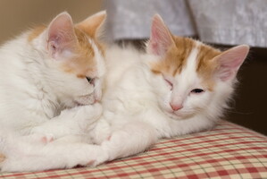 Cesmes-kissalan A-pentue · kuva 188 Cesmes-kissalan A-pentue · kuva 188