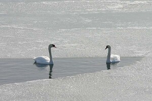 Two swans · A selection of artistic photos · photo 21