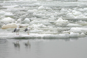 Seagulls on ice · A selection of artistic photos · photo 9