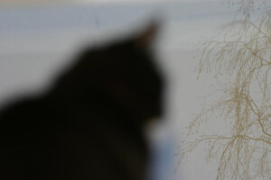 Kissa ikkunalla · Valikoima taiteellisempia kuvia · kuva 35