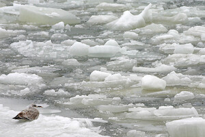 Seagull on ice · A selection of artistic photos · photo 8