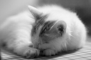 Cesmes-kissalan A-pentue · kuva 187 Cesmes-kissalan A-pentue · kuva 187