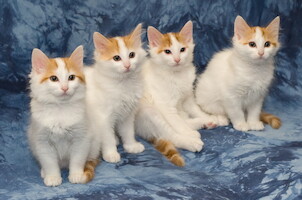 A-litter of Cesmes cattery · photo 193