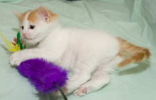 Cesmes-kissalan A-pentue · kuva 113 Cesmes-kissalan A-pentue · kuva 113