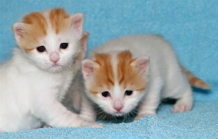 B-litter of Cesmes cattery · photo 19