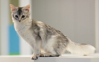 Kissa-agilitytreenit · kuva 11 Kissa-agilitytreenit · kuva 11