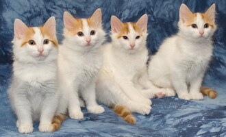 A-litter of Cesmes cattery · photo 195