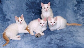 Arokatin-kissalan E-pentue · kuva 38 Arokatin-kissalan E-pentue · kuva 38