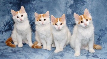 B-litter of Cesmes cattery · photo 93