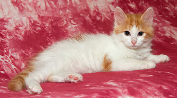 Cesmes-kissalan C-pentue · kuva 61 Cesmes-kissalan C-pentue · kuva 61