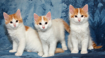 C-litter of Cesmes cattery · photo 55