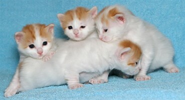 B-litter of Cesmes cattery · photo 18