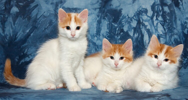 C-litter of Cesmes cattery · photo 46