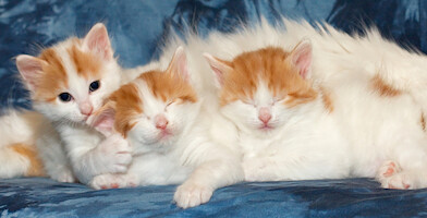 Cesmes-kissalan C-pentue · kuva 24 Cesmes-kissalan C-pentue · kuva 24