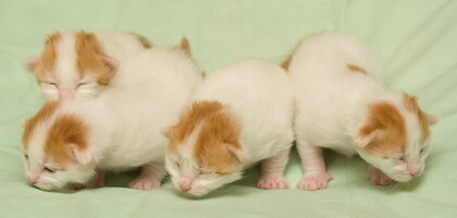 A-litter of Cesmes cattery · photo 54