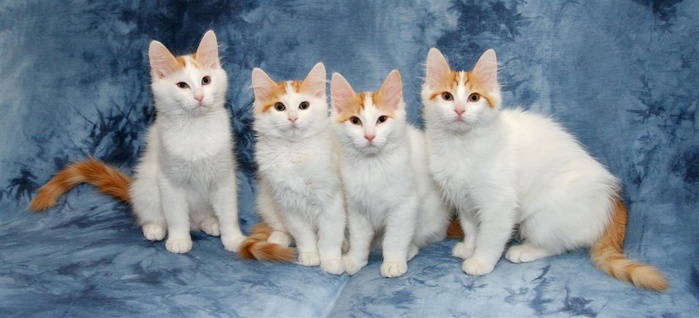 B-litter of Cesmes cattery · photo 92