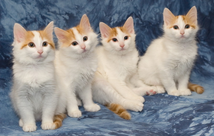 A-litter of Cesmes cattery · photo 196