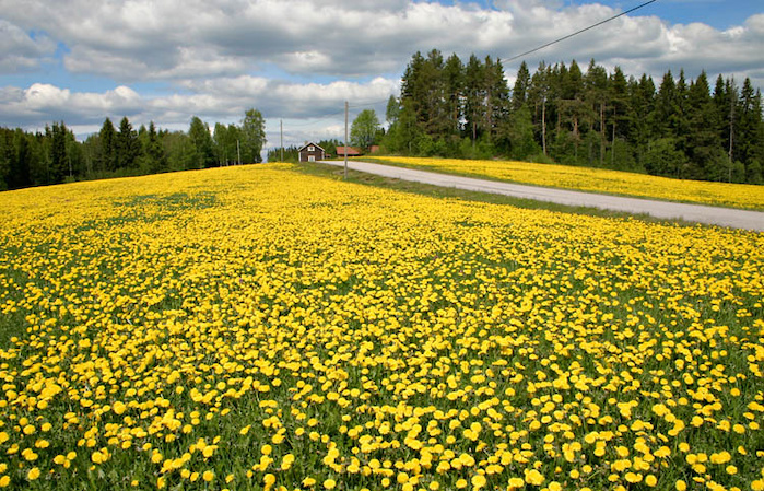 Taraxacum field