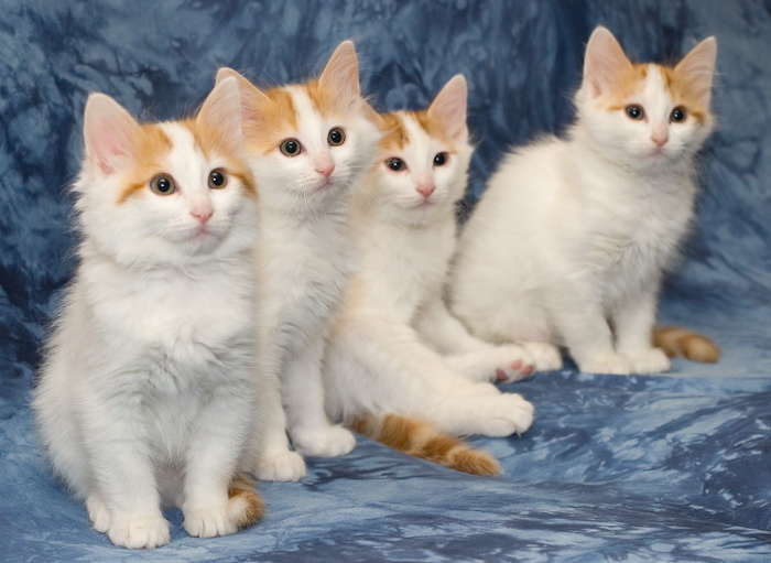 A-litter of Cesmes cattery · photo 192