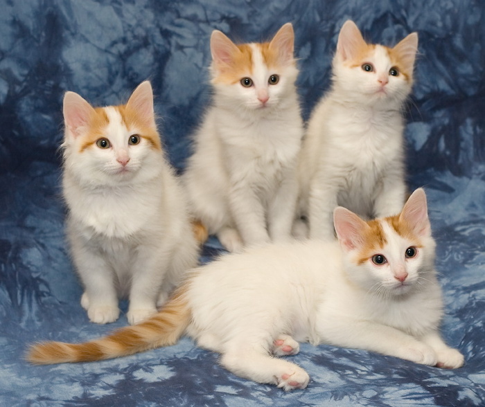 A-litter of Cesmes cattery · photo 198